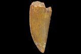 Serrated, Raptor Tooth - Real Dinosaur Tooth #179529-1